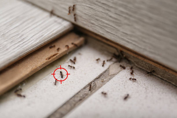 Best Local Pest Control Services  in Fruitdale, CA